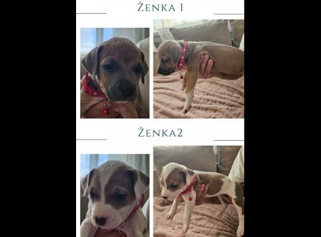 1  pit bull  pz1123.jpg